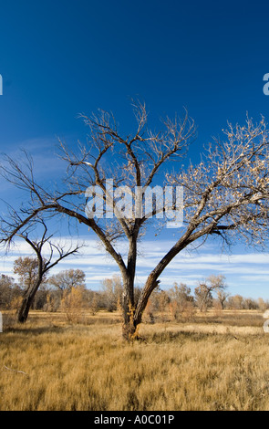El Bosque del Apache - Nuevo México - Estados Unidos árbol quemado Foto de stock