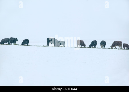 Las vacas comen heno cayó en campo nevado cerca de Joseph Oregon Foto de stock