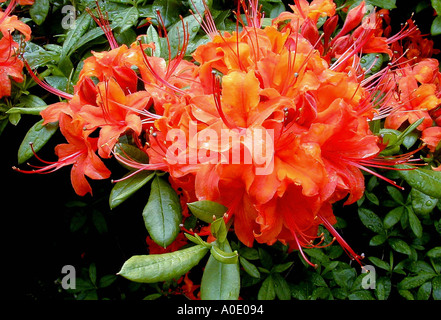Azalea mollis flor de naranja Fotografía de stock - Alamy