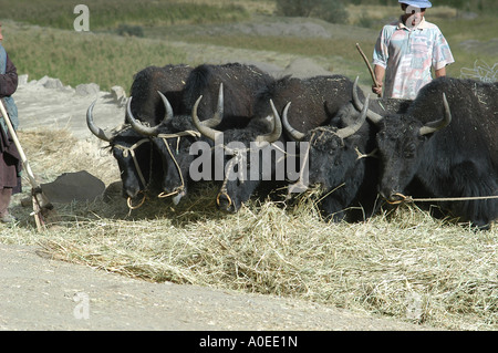 La región de Ladakh India estado de Jammu y Cachemira Leh Campesinos trabajando en sus campos de trigo de trilla con yaks Foto de stock