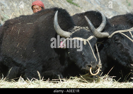 La región de Ladakh India estado de Jammu y Cachemira Leh Campesinos trabajando en sus campos de trigo de trilla con yaks Foto de stock