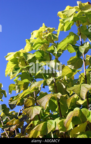 Leavesagainst verde grande el cielo azul