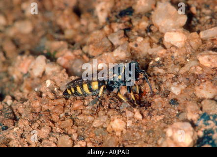 Digger Wasp, la familia Sphecidae. Sobre un suelo de barro en la boca Foto de stock