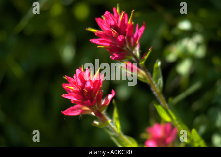 Flores Silvestres de Estados Unidos occidental Foto de stock