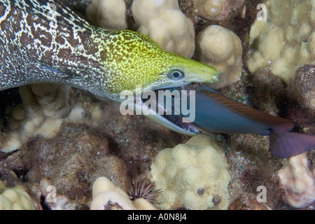 La ondulada morena, Gymnothorax meleagris, alimentándose de un pez cirujano durante la noche. Hawaii. Foto de stock