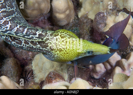 La ondulada morena, Gymnothorax meleagris, alimentándose de un pez cirujano durante la noche. Hawaii. Foto de stock
