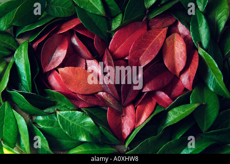 Pétalos rojos de corazón, el amor de san Valentín flores metáfora  Fotografía de stock - Alamy