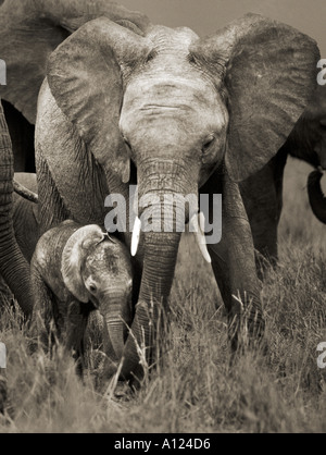 Elefante africano de Kenia Masai Mara y la pantorrilla. Foto de stock