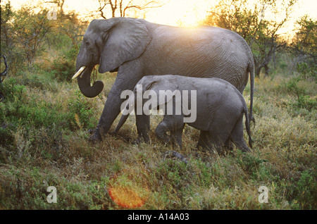 Elefante africano y joven Sudáfrica Foto de stock