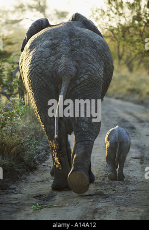 Elefante africano y el ternero visto desde detrás de Sudáfrica Foto de stock