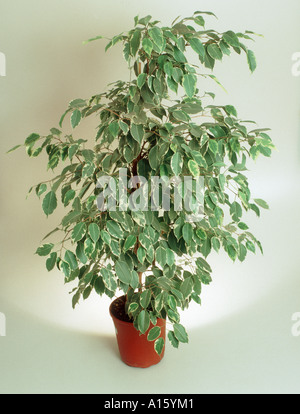 Llanto fig Ficus benjamina casa macetas Foto de stock