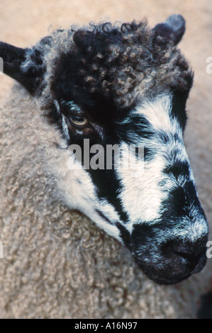 Retrato del Norte de Inglaterra Mula oveja de raza