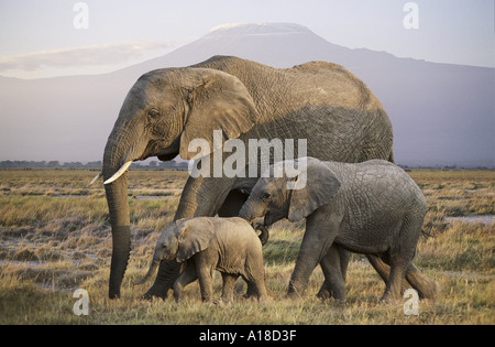 Y el joven elefante africano Amboseli Kenia Foto de stock