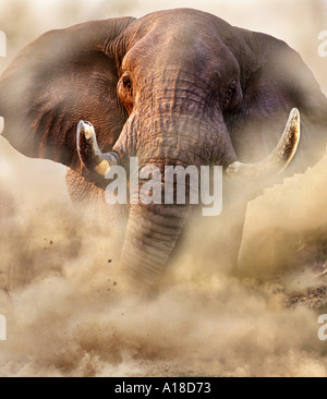 Carga de elefantes de Botswana Savute bull
