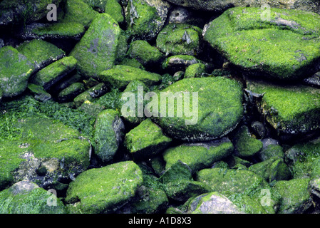 Rocas cubiertas de algas y piedras en un estanque de rocas en seco durante la marea baja en la costa de la Península de Hook el Condado de Wexford en Irlanda Foto de stock