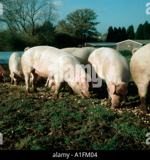 Piscina Large white x Duroc cerdos alimentados con pignuts acabado a principios de invierno Foto de stock