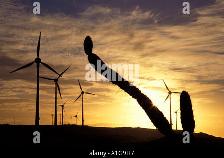 Parque eólico de 10 MW en América del Sur entre vegetación xerofítica con cactus al atardecer cerca de Fortaleza, Ceará, Brasil Foto de stock