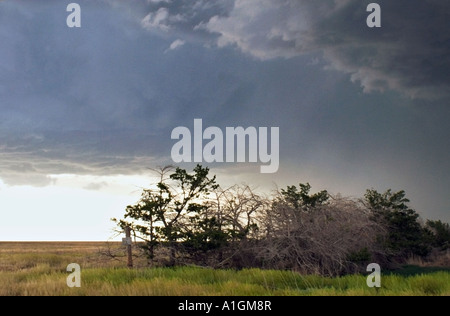 Nubes de tormenta sobre maraña de árboles en campo de Kansas EE.UU. Foto de stock