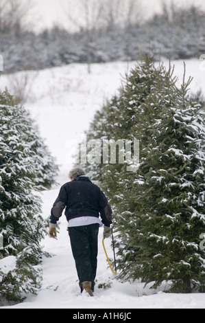 Cortar su propio árbol de Navidad la granja del estado de Nueva York Foto de stock