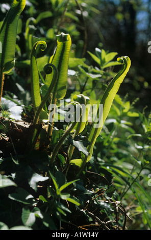 Lengua Harts fern Asplenium scolopendrium las hojas jóvenes en primavera uncurling Foto de stock