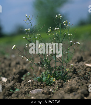 Thale cresss o ratón oreja berro Arabidopsis thaliana floración planta de campo Foto de stock