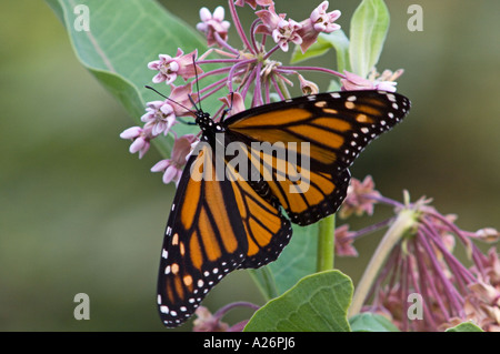 Mariposa monarca (Danaus plexippus) adulto alimentándose de Asclepias flores. Ontario, Canadá Foto de stock