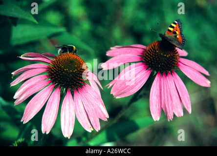 Bumble Bee y Tortoiseshell Butterfly sobre púrpura coneflowers Foto de stock