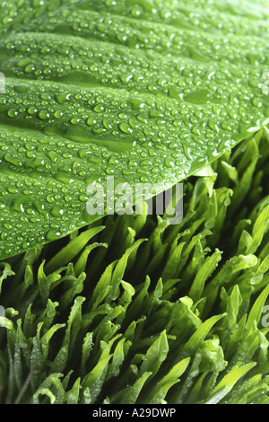 Hierba y hojas tropicales húmedas Foto de stock