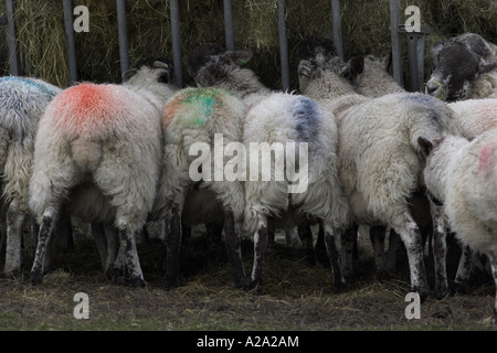 Vista trasera divertida de rebaños de ovejas comiendo heno (alimento de invierno) de la cuna de pacas grandes - marcas de smit coloridas en las partes traseras o en las reares - Yorkshire, Inglaterra, Reino Unido Foto de stock