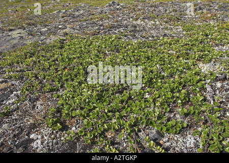 Enano lisa abedul (Betula nana), enano forma Foto de stock