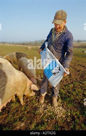 Alimentar a los cerdos domésticos en rango libre de granjas porcinas {Sus scrofa domestica} REINO UNIDO Foto de stock