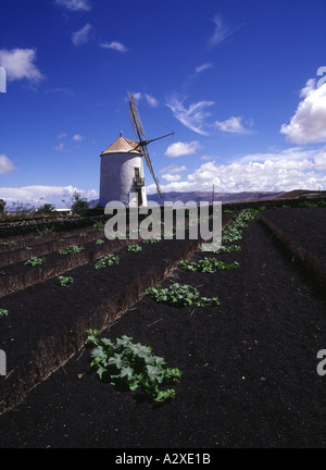 Dh TIAGUA LANZAROTE Campo de cultivos y paredes de color blanco lavado windmill Foto de stock