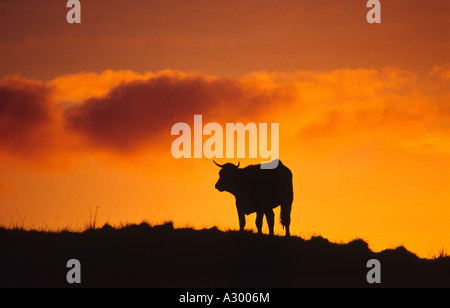 Vaca siluetas contra un cielo naranja al amanecer. Connemara, Condado de Galway, Irlanda.