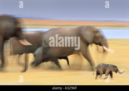 Familia de elefantes Foto de stock