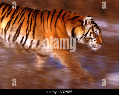 Tigre siberiano en el acecho China Foto de stock