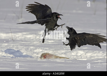 El cuervo común (Corvus corax), dos personas luchando, Finlandia Foto de stock