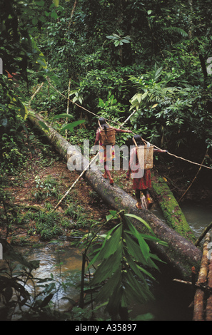 Una aldea Ukre Kayapo de Brasil las mujeres recogían las nueces del Brasil en el bosque Reserva