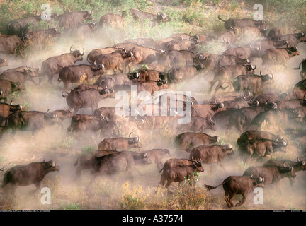 Manada de búfalos Botswana Okavango desde el aire Foto de stock