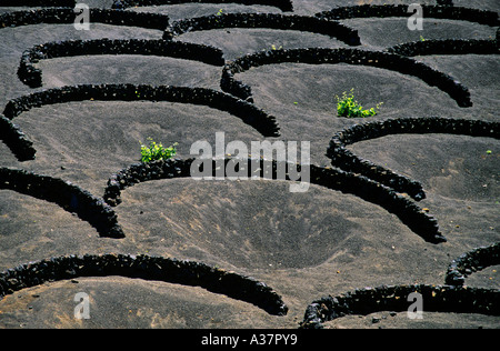Muros cortavientos y colectores de humedad para jóvenes vid árboles que crecen en suelos de lava o picón Lanzarote Islas Canarias Foto de stock