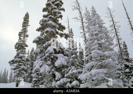 Los pinos de Ponderosa cubierto de nieve fresca White River National Forest Colorado Foto de stock