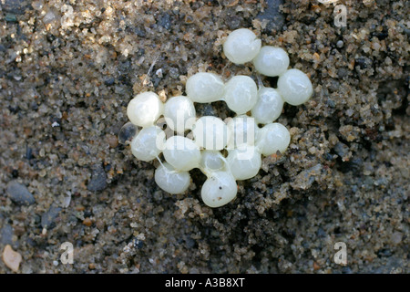 Jardín caracol Helix aspersa huevos cu Foto de stock