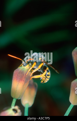 Digger Wasp, la familia Sphecidae. Alimentación en flor Foto de stock