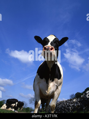 Ser curioso vaca frisona británico Foto de stock