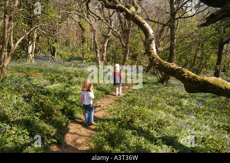 Dos chicas chicos caminando por un sendero en maderas de roble Penglais aberystwyth primavera con campanillas, Gales, Reino Unido Foto de stock
