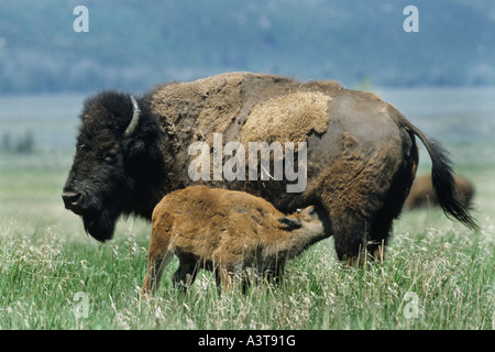 Bisontes americanos, Buffalo (Bison bison), ternera lechal, EE.UU. Foto de stock