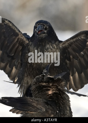 El cuervo común (Corvus corax), dos personas luchando, Finlandia Foto de stock