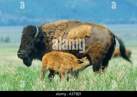 Bisontes americanos, Buffalo (Bison bison), terneros y vacas, búfalos, EE.UU. Foto de stock