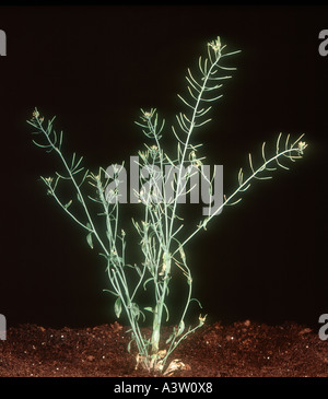 Thale berro Arabidopsis thaliana florecer y sembrar Foto de stock
