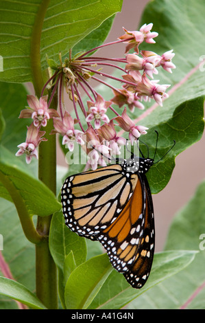 Mariposa monarca (Danaus plexippus) Adulto nectaring sobre asclepias flores Ontario Foto de stock