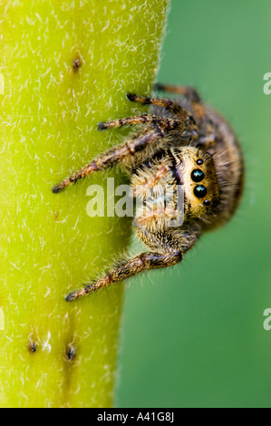 Jumping Spider (Phidippus clarus) hembra escondidos en asclepias planta Ontario Foto de stock